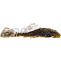 Common Plecostomus