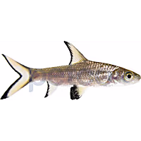 Bala Shark