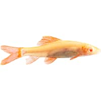 Freshwater sharks petco clearance