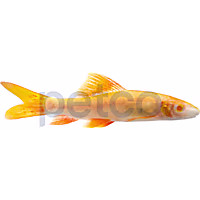 Albino Rainbow Shark