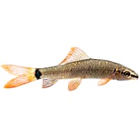 Freshwater Aquarium Sharks for Sale Petco