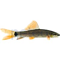 Rainbow Shark