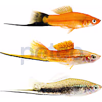 Assorted Swordtails