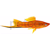 Red Swordtail