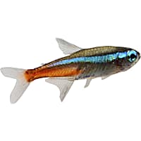 Freshwater Tetras for Sale Petco