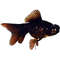Petco fish department cheap