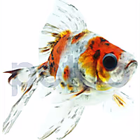 Calico Ryukin Goldfish