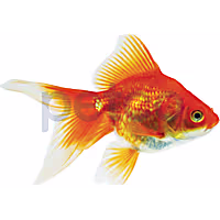 Red & White Ryukin Goldfish
