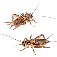 Vita-Bugs Live Crickets - Count of 40
