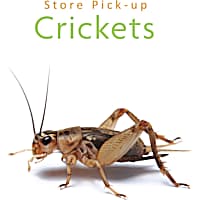 Vita-Bugs Live Crickets - Store Pickup Only Count of 40