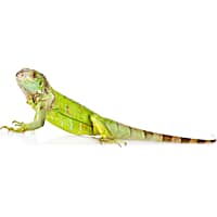 Pet lizards near me clearance