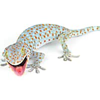 Gargoyle gecko petco 2025