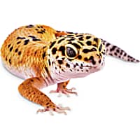 Pet Lizards For Sale Petco