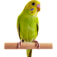 Pet Birds for Sale Petco