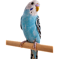 Petsmart parakeets 2025