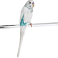 Pet Birds for Sale Petco