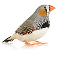 Petco budgie price clearance