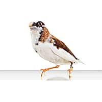 Cockatiel price petco online