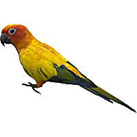 Quaker shop parrot petco