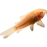 Types of fish at sales petco