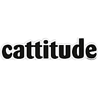 Imagine This Cattitude Car Magnet
