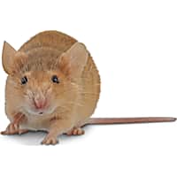Petco dwarf hamster price sales