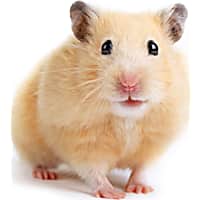 Hamster shops near me hotsell
