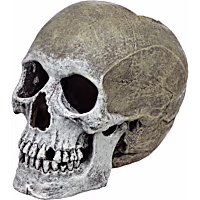 Imagitarium Life-like Human Skull