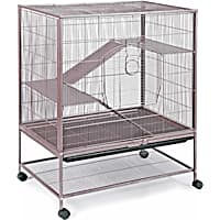 Petco chinchilla shop