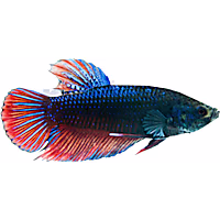 Male King Betta