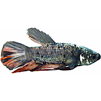 Male Halfmoon King Betta