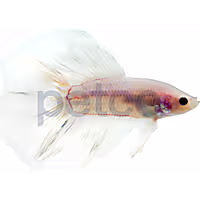 Male Doubletail Betta