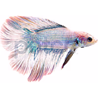 Male Halfmoon Doubletail Betta