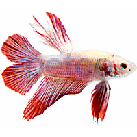 Male Halfmoon Doubletail Plakat Betta