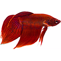 Male Red Veiltail Betta