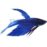 Male Blue Veiltail Betta