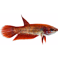 Female Red Veiltail Betta