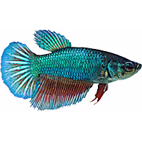Female Green Veiltail Betta