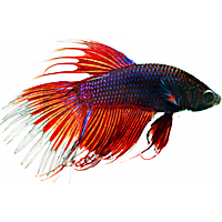 Male Red Crowntail Betta