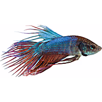 Male Green Crowntail Betta