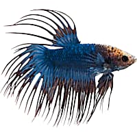 Male Cambodian Crowntail Betta