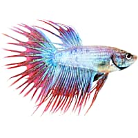 Male Cambodian Crowntail Betta