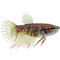 Female Red Crowntail Betta