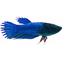 Female Blue Crowntail Betta