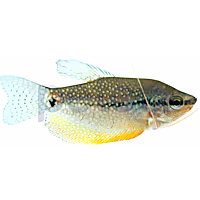 Pearl Gourami