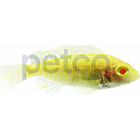 Albino Peacock Cichlid