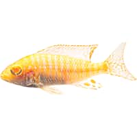 Albino Peacock Cichlid