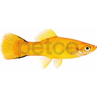 Twinbar Solar Flare Swordtail