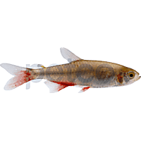 Bloodfin Tetra