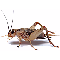 Imagitarium Vita-Bugs Crickets - Pinhead, Count of 50